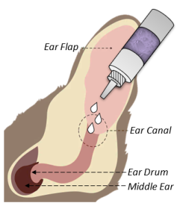 Giving Dogs Medication For Ear Problems